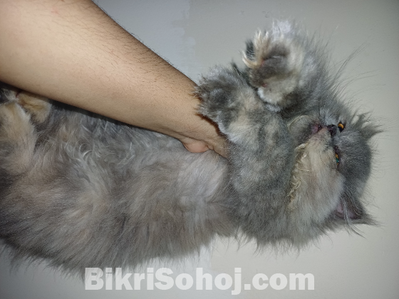 Traditional Pure blood Persian Kitten